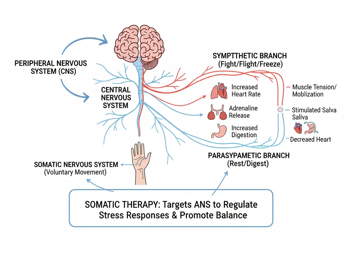 : A labeled diagram of the central and autonomic nervous system could help illustrate how somatic therapy targets physiological stress responses (e.g. the fight/flight/freeze vs. rest/digest branches).